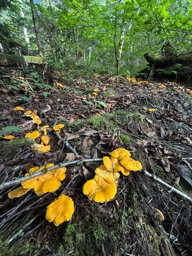 Golden chanterelle (Cantharellus cibarius) in the boreal forest, Quebec, Canada