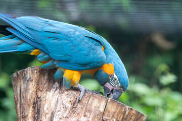 A Blue-throated Macaw at a local zoo © Matt