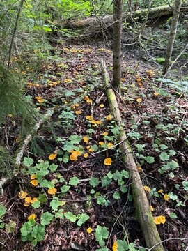 Golden chanterelle (Cantharellus cibarius) in the boreal forest, Quebec, Canada