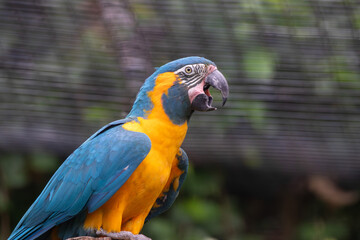 A Blue-throated Macaw at a local zoo © Matt