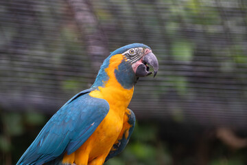 A Blue-throated Macaw at a local zoo © Matt