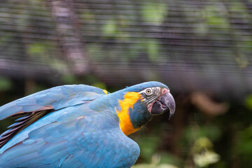 A Blue-throated Macaw at a local zoo © Matt