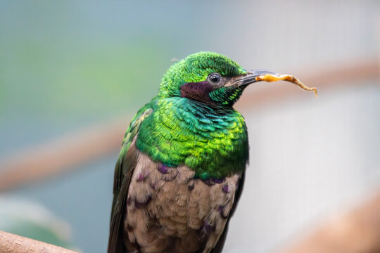 A Emerald Starling at a local zoo