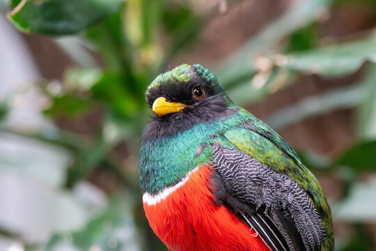 A Collared Trogon at a local zoo