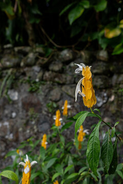 Yellow shrimp plant pachystachys lutea blooming with stone wall background