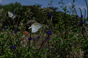 White butterfly perching on purple flower in a sunny field wildlife nature © Isabel