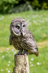 Fototapeta premium A great grey owl at a local zoo