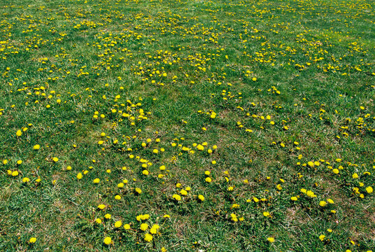Grassy field in park with hundreds of yellow dandelion flowers