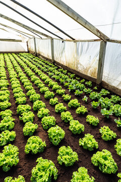 Leafy Lettuce Greenhouse Beds