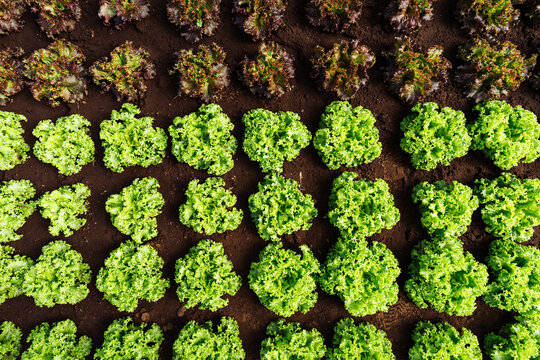 Orderly Lettuce Farm Rows