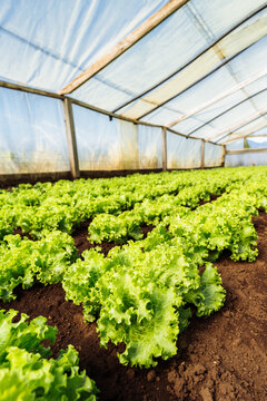 Lettuce in Greenhouse