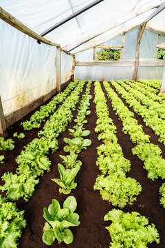 Greenhouse Lettuce Garden Rows