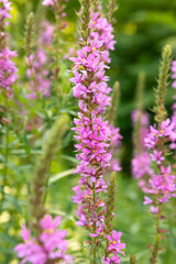 Obraz premium Purple loosestrife flowering spike in summer