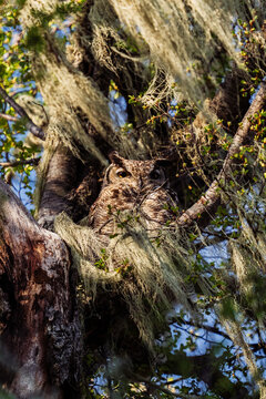 Tucuquere in Mossy Tree