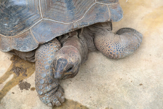 Giant Tortoise Resting on Concrete Ground. Top View