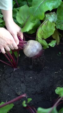 Close-up of female hand pulling beet from ground amid lush green foliage, showing natural sustainable farming process.
