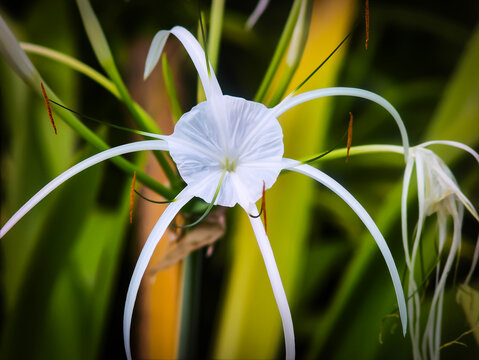 Close-up of a blooming White Beach Spider Lily (Hymenocallis littoralis) in a lush tropical garden environment.