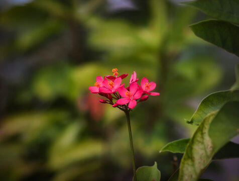 Close-up of bright pink Jatropha integerrima flowers blooming in a tropical garden with a lush green blurred background.