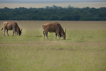 Eland Antelope grazing in the field © Herbert