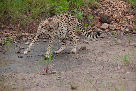 Cheetah roams through its territory