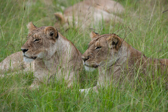 lioness and cubs