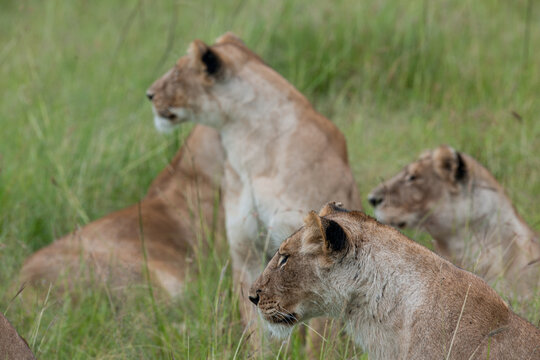 lion cub and lioness