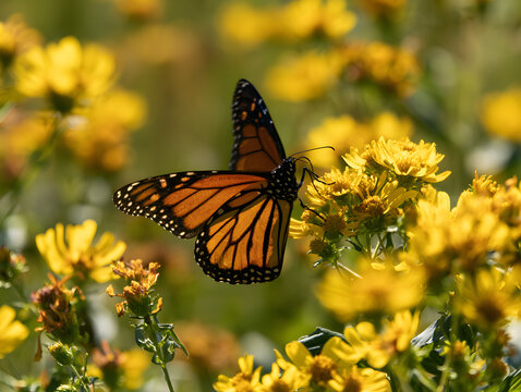 monarch butterfly fluttering among the golden blooms