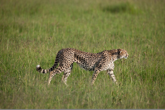 Cheetah roams through its territory