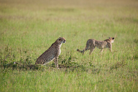 Cheetah roams through its territory