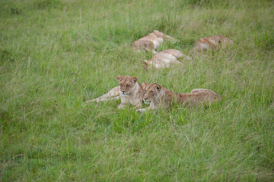 Lions in the grass