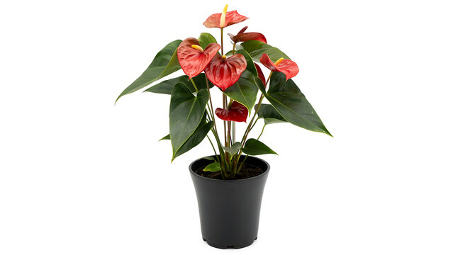 Red anthurium plant in black pot studio shot with anthurium houseplant botanical tropical isolated background ornamental gardening