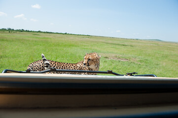 Cheetah roams through its territory © Herbert