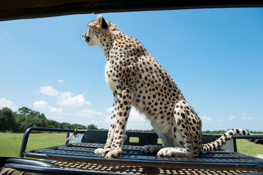 Cheetah roams through its territory