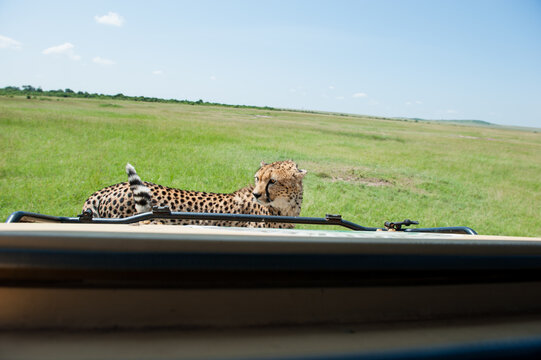 Cheetah roams through its territory
