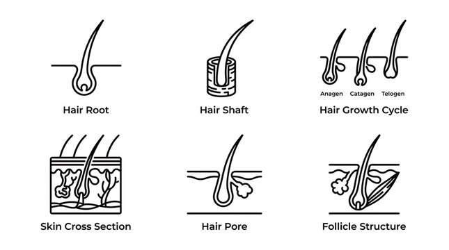 Hair Anatomy and Growth Cycle Line Icon Set