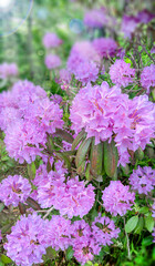 Obraz premium Rhododendron ponticum blooming shrub with purple flowers in spring garden landscape