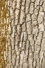 Naklejka premium tree bark texture
