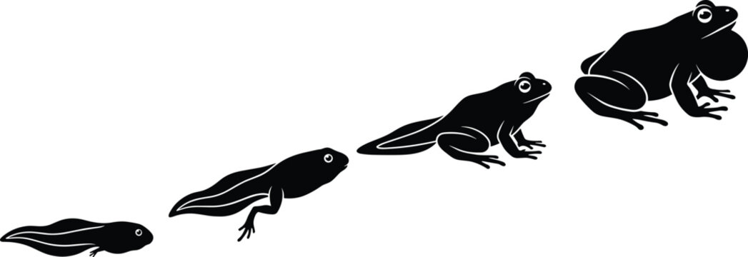 Black silhouette vector of frog life cycle sequence from tadpole to adult amphibian on white background