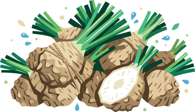 Fresh Bunch of Organic Celeriac Roots Tied with Rope and Sliced Celery Knob with Green Stalks Vector Illustration Isolated on White Background.