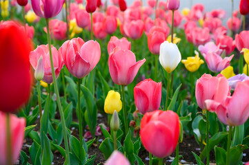 Fototapeta premium Beautifully blooming tulip flowers in a flower garden at Odaiba. Spring blossom background.