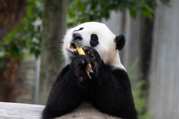 Close up male panda returned from USA, Xiao Qi Ji © foreverhappy