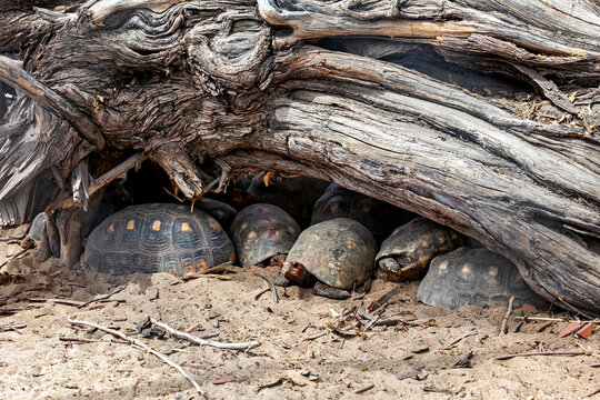 A K&ouml;hler&rsquo;s tortoise, often also known as the red-footed tortoise, in Petrolina, Brazil (Chelonoidis carbonarius)