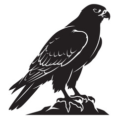Fototapeta premium Desert falcon, black and white vector silhouette, pure white background.