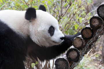 A portrait of Female Panda, Bai Tian, Beijing, China © foreverhappy