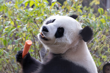A portrait of Female Panda, Bai Tian, Beijing, China © foreverhappy