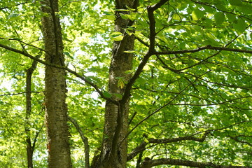 Fototapeta premium Nahaufnahme einer Gelb-Birke (Betula alleghaniensis) mit charakteristischer gelb-brauner Rinde im Sommer