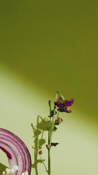 purple flower, red onion, onion slice, purple onion, sliced onion, onion rings, wildflower, purple blossom, flower stem, green stem, small flowers, delicate flower, botanical still life, vegetable sti