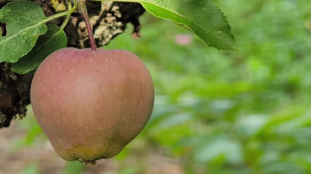 A horizontal b-roll video shot of a single heirloom russet apple hanging on a tree branch, surrounded by green leaves with a soft blurred orchard background