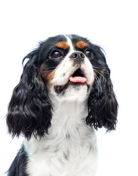 Portrait of an eager Cavalier King Charles Spaniel looking up.