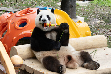 Close up sweet panda, Mang Can Can, eating skewer Fruit © foreverhappy